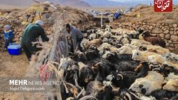 کاهش ۲۲.۴۵ درصدی کانون‌ بیماری‌های دامی در آذربایجان‌شرقی