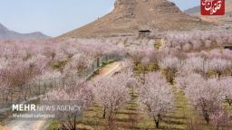 درختان قطب سیب آذربایجان دچار سرمازدگی ۱۰۰ درصدی شد