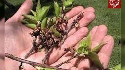 کشاورزان به دلیل درآمد اندک توان پرداخت حق بیمه محصولات را ندارند