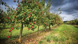 نگین سبز خاورمیانه