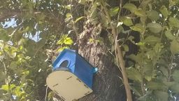 نصب لانه پرندگان در پارک های شهر میانه