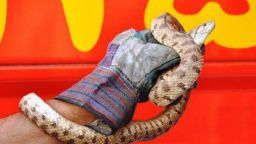 ویدیو / بیشترین راه ورود مارها به منازل کدام است