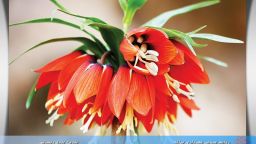 تصاویر المان تصویری بلوار خاتم الانبیاء / عکس ها اثر عادل رمضانی