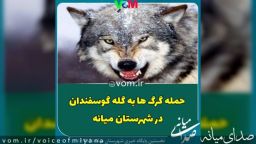 حمله گرگ ها به گله گوسفندان در شهرستان میانه