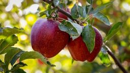 تصاویری از برداشت سیب در باغات شهرستان میانه