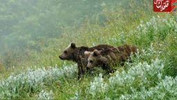 مادر ترکمنچایی خودش را فدای پسرش کرد