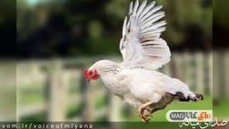 آقایان مسئول ،مرغ در میانه پیدا نمی شود!