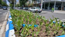 کاشت گلهای فصلی  در راستای زیباسازی منظر شهری و ارتقای سطح سلامت روحی شهروندان