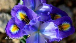 در کوهستان بزقوش رخ داد/ کشف زنبق جدید در دنیا