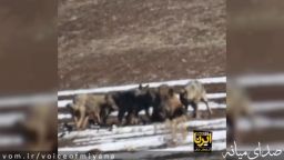 حیات وحش میانه /فیلم شکار شدن گراز وحشی توسط گرگ های خاکستری