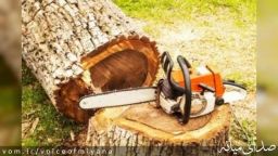 قطع و قتل درختان توسط دانشگاه آزاد میانه