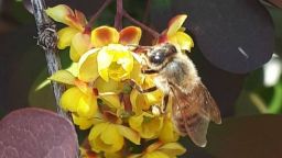 گردشگری زنبورداری در شهرستان میانه ، پیوند طبیعت ،عسل و توسعه روستایی