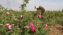 از مزرعه تا دانشگاه