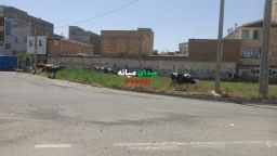 چرای گاوها در شهرک‌اندیشه و کمبودهای بزرگترین شهرک میانه