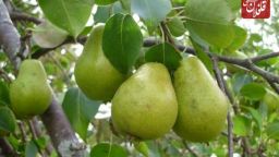 ۸۴۰ تن گلابی در میانه برداشت شد