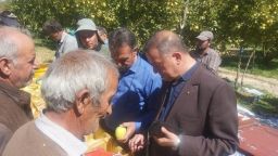 پیش بینی برداشت ۸۰ هزارتن سیب ممتاز از باغات شهرستان