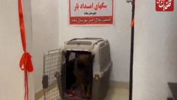 راه‌اندازی اولین خانه هلال تخصصی سگ‌های امداد‌یار استان در شهرستان میانه