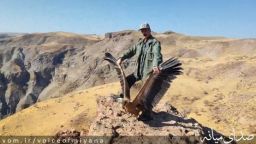 کرکس نجات یافته به آسمان منطقه حفاظت‌شده کاغذکنان برگشت