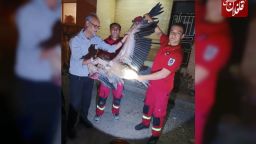 نجات پرنده کرکس از پشت‌بام آپارتمانی در شهرک ولیعصر میانه