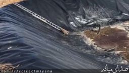 رهایی ۲ روباه گرفتار در استخر روستای قلعه اصلانیان میانه + فیلم