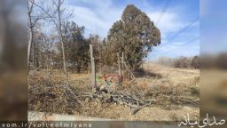 قتل درختان شهرک صنعتی به بهانه سر و صدای کلاغ ها!