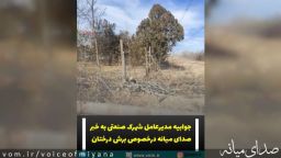 جوابیه مدیرعامل شهرک صنعتی میانه در خصوص برش درختان