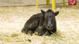 آذربایجان شرقی در جمع چهار استان برتر کشور در پرورش گاومیش