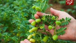 کشت ۳۵۰۰ هکتار نخود در شهرستان ویژه میانه